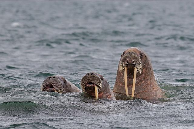 060 Andreeneset, walrussen.jpg